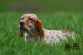Setter Anglais GERONIMO DU CHAMP BOCQUILLON Setter Anglais GERONIMO DU CHAMP BOCQUILLON